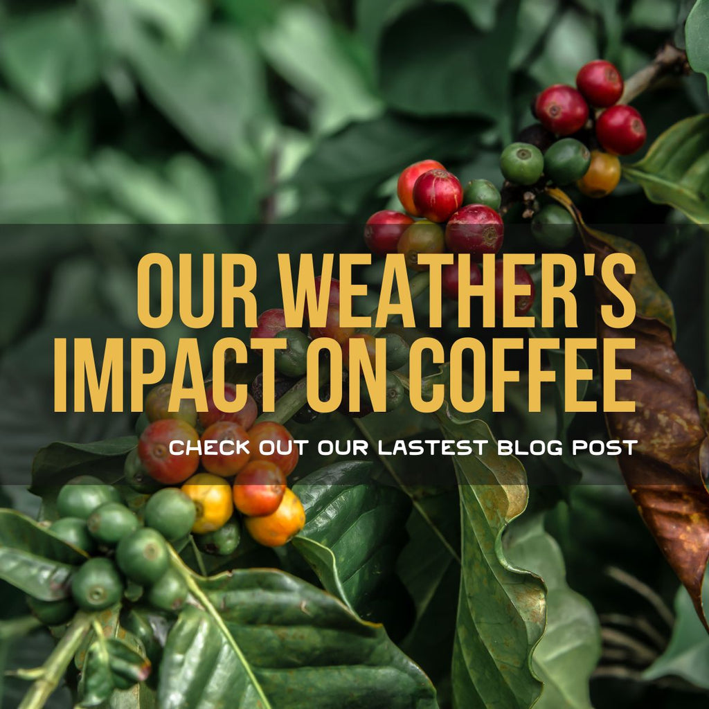Can the Record Heat Impact Our Coffee? - Alpha Coffee