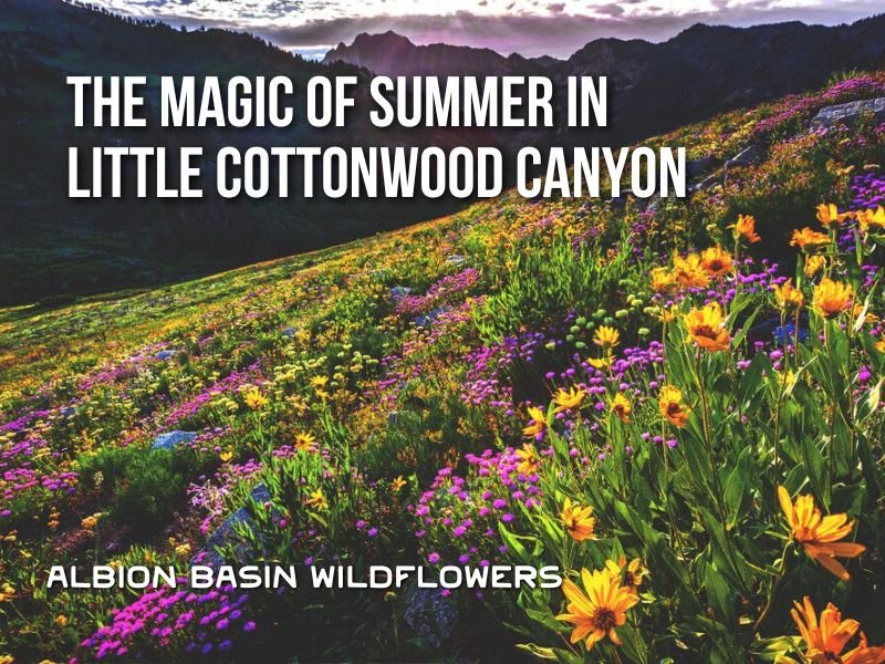 The Magic of Summer in Little Cottonwood Canyon: A Journey Through Utah's Wildflower Spectacle - Alpha Coffee